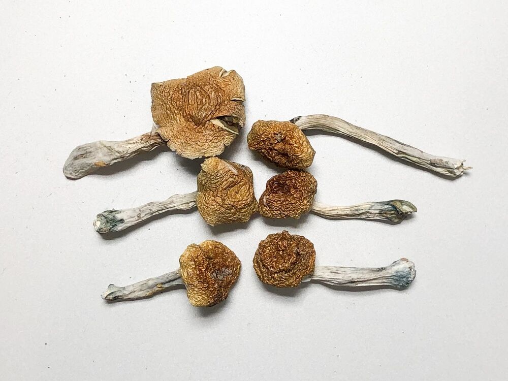 Brazilian Magic Mushrooms Buy Brazilian Magic Mushrooms