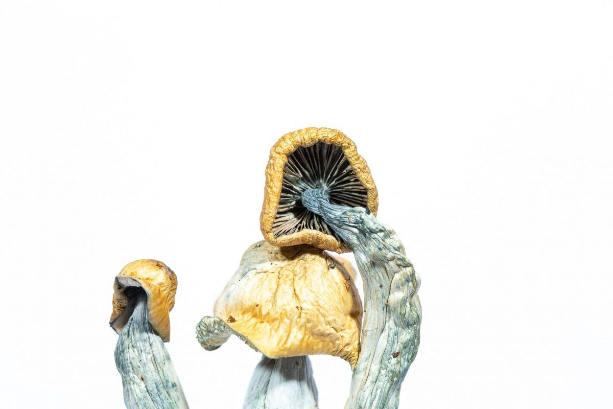 Melmac magic mushroom Melmac magic mushroom