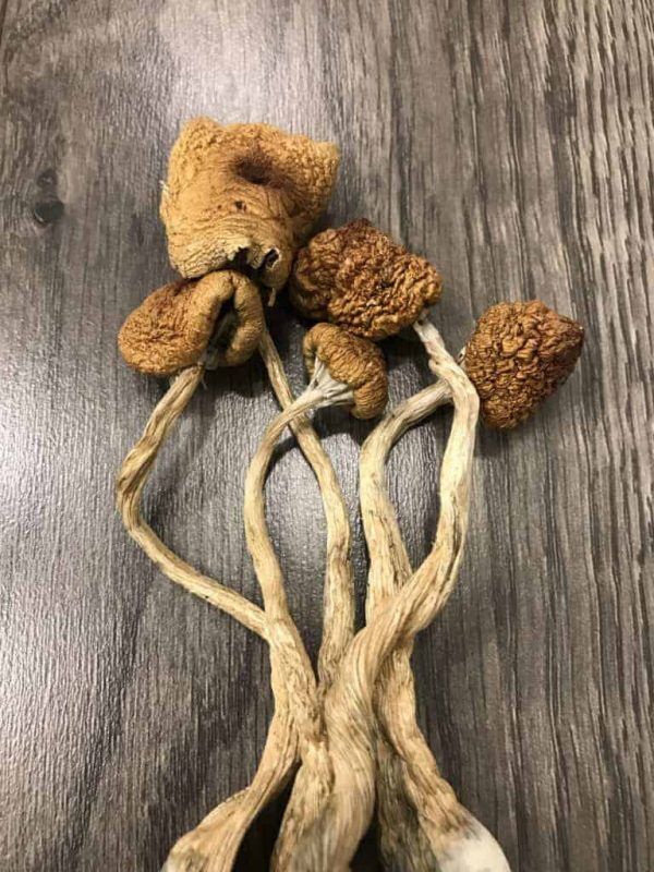 Golden Teacher Mushroom Golden Teacher Mushroom