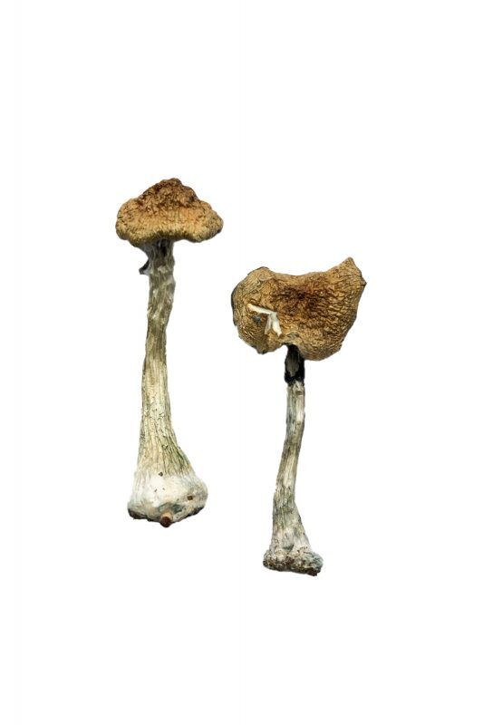 A+ Magic Mushrooms Buy A+ Magic Mushrooms